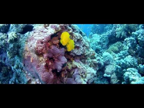Tauchsafari BDE in HD, Brother Islands / Deadalus Reef,Ägypten