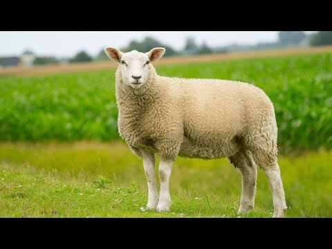 Funniest Animals (Most Popular) - Funny Domestic and Wild Animals Life (Part 7)