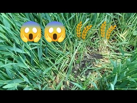 Co to było?!😱🌾🌾 Przegląd zboża..Czy będzie dobrze sypać? Jęczmień, owies, pszenżyto i pszenica.