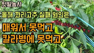 텃밭농사 꽈리고추가 많이 열렸지만 먹지 못하는이유 꽈리고추가 매운이유 모두 바이러스칼라병에 걸렸고 내년에는 …