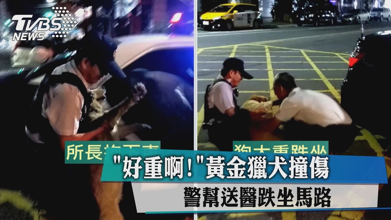好重啊!黃金獵犬撞傷 警幫送醫跌坐馬路
