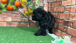 トイプードルの動画01