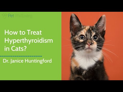Dr. Jan Recommends the Best Natural Treatment for Hyperthyroidism in Cats