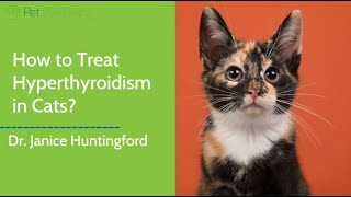 Dr. Jan Recommends the Best Natural Treatment for Hyperthyroidism in Cats