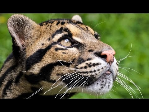 La panthère nébuleuse grimpe aux arbres et ronronne comme un chat !