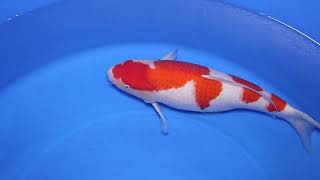 video van Kohaku KO-V25-0225