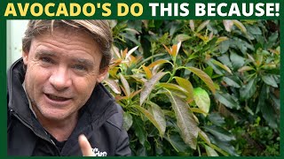 How Do Avocado Trees Protect Their Fruit From Pests & Sunburn