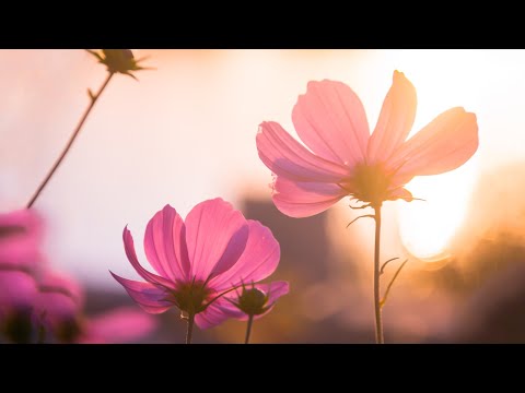 10 Hours of Relaxing Music - Sleep Music, Piano Music for Stress Relief, Sleeping Music (Hannah)