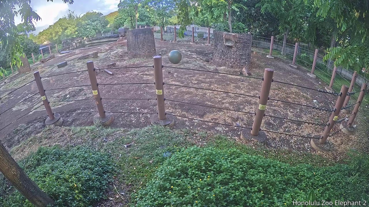 Live webcam view of Honolulu Zoo Elephant Habitat