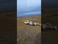 Vibrator Exploration oil and gas #short #ytshorts #machinery