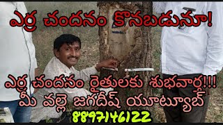 redsandalwood buyer s // erra chandanam// ఎర్ర చందనం అమ్మకాలు మొదలు అయింది // 8897146122