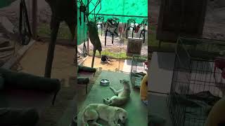 VOICE OF STRAY ANIMALS VOSAH