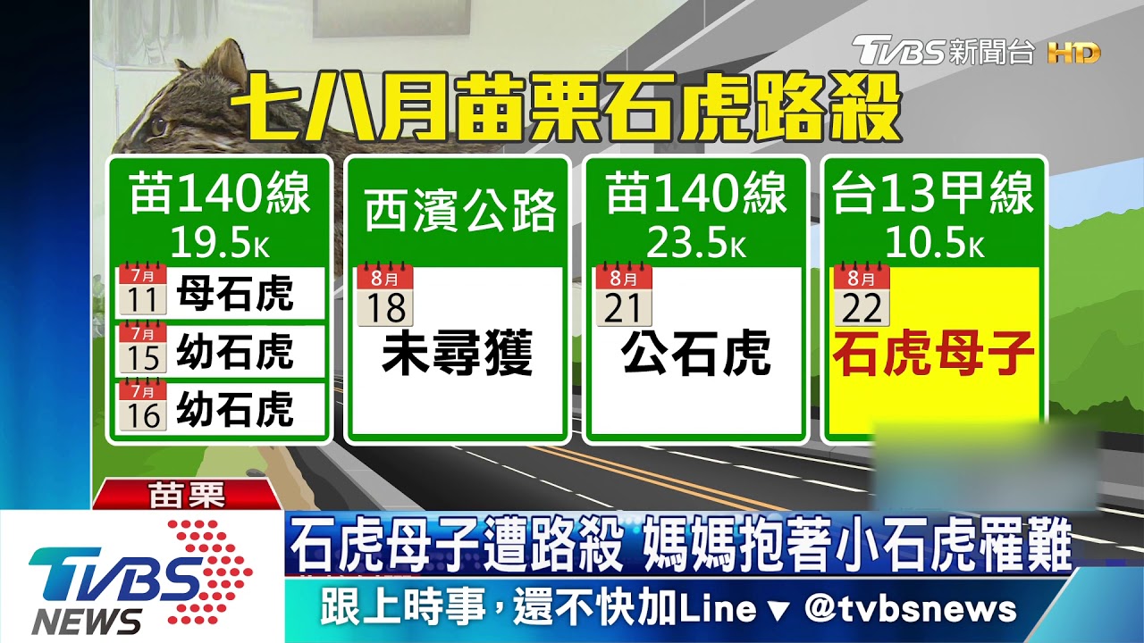 石虎母子遭路殺　媽媽抱著小石虎罹難