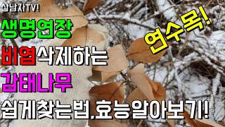 생명연장~ 연수목! 감태나무 엄청난 효능과 쉽게 찾는 방법! 자연 건강 항암 약초 산남자 산행 mushroo…
