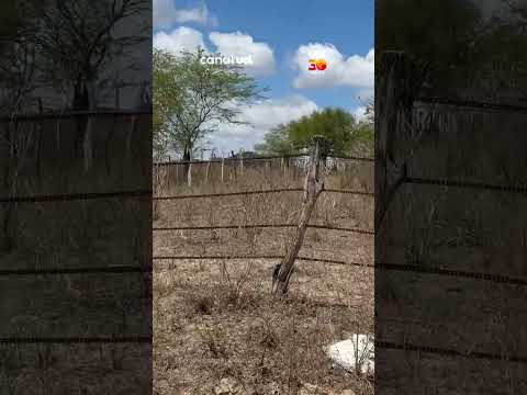 Corrente de moto é usada para cercar propriedade de zona rural em Alagoas