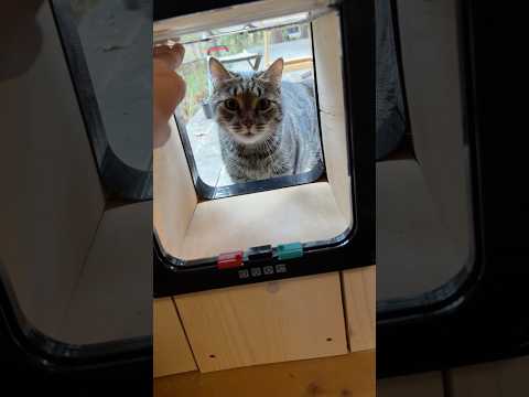 Я больше не работаю консьержем у котов