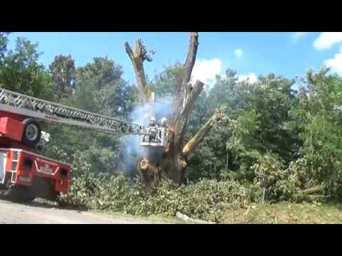 Patkó Bandi égő kocsányos tölgyének csonkolása Barcs közelében