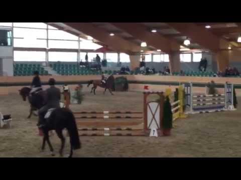 Game DK Z (geb. 2010) v. Grison van den Bisschop - Siegreich im Magna Racino