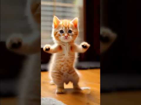 Mèo nhảy -  Cat dancer