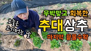 추대한 가을 상추 마지막 끝물 수확 / 우박맞고 회복한 노지상추 / 오늘은 고기 먹는 날