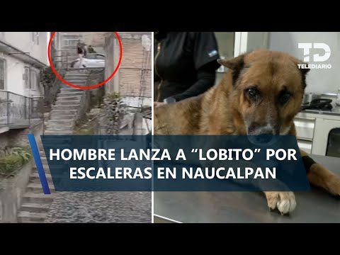 ¡Cayó más de 15 metros! Captan a hombre lanzando a perrito callejero por escaleras en Naucalpan