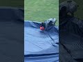 Wrong Place Wrong Time Dog Funnydog Unlucky Dogshorts Foryou Fyp Funnyshorts
