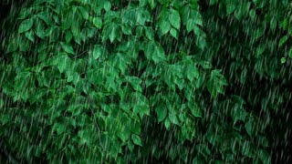 3 Hours of Heavy Rain & Thunder Sounds ⛈️ | Relaxing Storm Ambience for Sleep, Study, or Focus