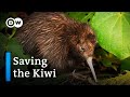 Saving the Kiwi: Protecting New Zealand's national bird | DW Documentary