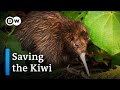 Saving The Kiwi Protecting New Zealand S National Bird DW Documentary