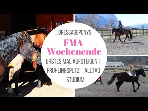 FMA Wochenende | ERSTES Mal aufsteigen | Longieren | Bodenarbeit | dressageponys