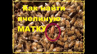 Смотреть онлайн Как пчеловодам отыскать пчелиную матку в улье