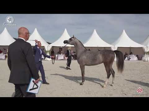 N.17 EFORA KL - European Championship 2020 - Prague - Fillies 2 Years Old (Class 2A)