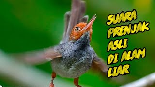 Download lagu Suara Prenjak Merah Tamu Jantan Gacor Nembak, VOLUME Lantang & JERNIH, Cocok Sebagai Pikat Liar mp3 Download lagu Suara Prenjak Merah Tamu Jantan Gacor Nembak, VOLUME Lantang & JERNIH, Cocok Sebagai Pikat Liar mp3