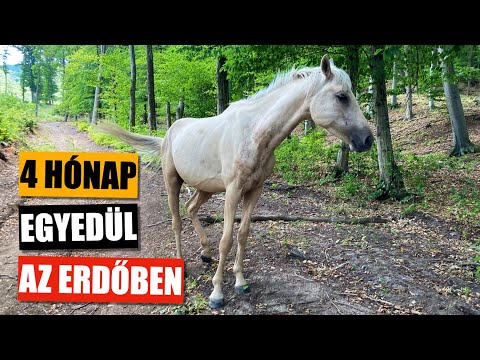 Kutyaséta közben - találtunk egy LOVAT!