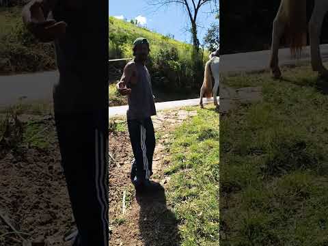 de senador Firmino mg para alto Caparaó mg de cavalo pra panha de café