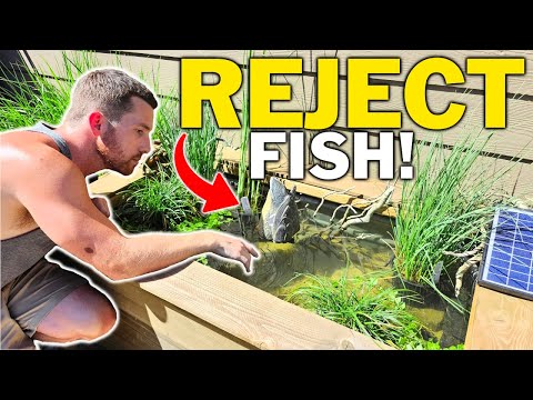 I Made An Awesome Pond Home For My 