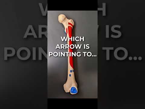 Femur Anatomy Part 4