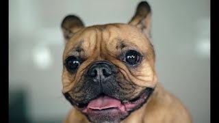 [RAP REACTION] Jesto - Amore cane