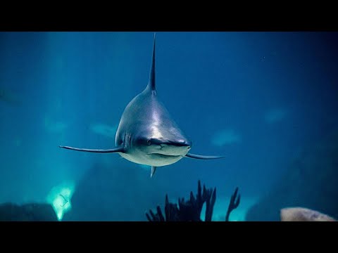 Rechinii de la Acvariul din Genova / Acquario di Genova: Squali Rechinii Sharks 11.09.2022