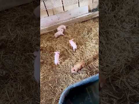 Rugged Ranch Rat Trap - humanely catch multiple rats at once without poison.