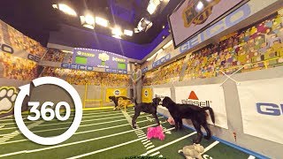 Click the video to get a 360 virtual reality look of Puppy Bowl in action!