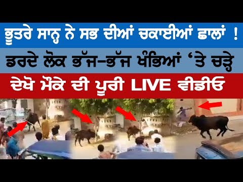 ਭੂਤਰੇ ਸਾਨ੍ਹ ਨੇ ਸਭ ਦੀ ਚਕਾਈਆਂ ਛਾਲਾਂ ! ਡਰਦੇ ਲੋਕ ਭੱਜ-ਭੱਜ ਖੰਭਿਆਂ ‘ਤੇ ਚੜ੍ਹੇ