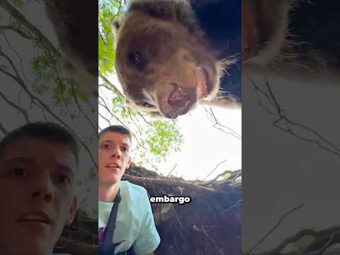 Este Hombre Entro Sin Saber En La Cueva De Un Oso 😲 #shorts #youtubeshorts