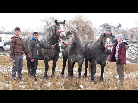 Targ expozitional de cai Trei Movile, Bucovina 13 Dec 2020 Nou!!!