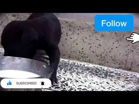 sikandar 🏆#greyhound #animal lover #Dog #puppy