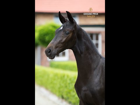 Total Hope x Tolando selected Grand Prix Sales 2020