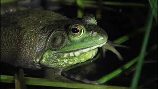 Download lagu SUARA KATAK / SUARA KODOK mp3 Download lagu SUARA KATAK / SUARA KODOK mp3