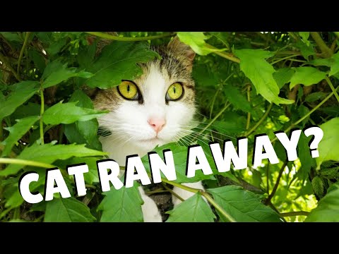 What To Do If Your Cat Runs Away | Two Crazy Cat Ladies