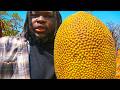 How Jackfruit Could Solve World Hunger In 7 Minutes