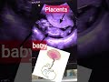 Placenta In Pregnancy What S Placenta Shortvideo